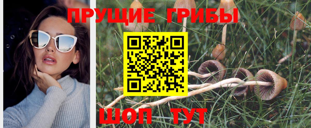Псилоцибиновые грибы Psilocybe Урюпинск